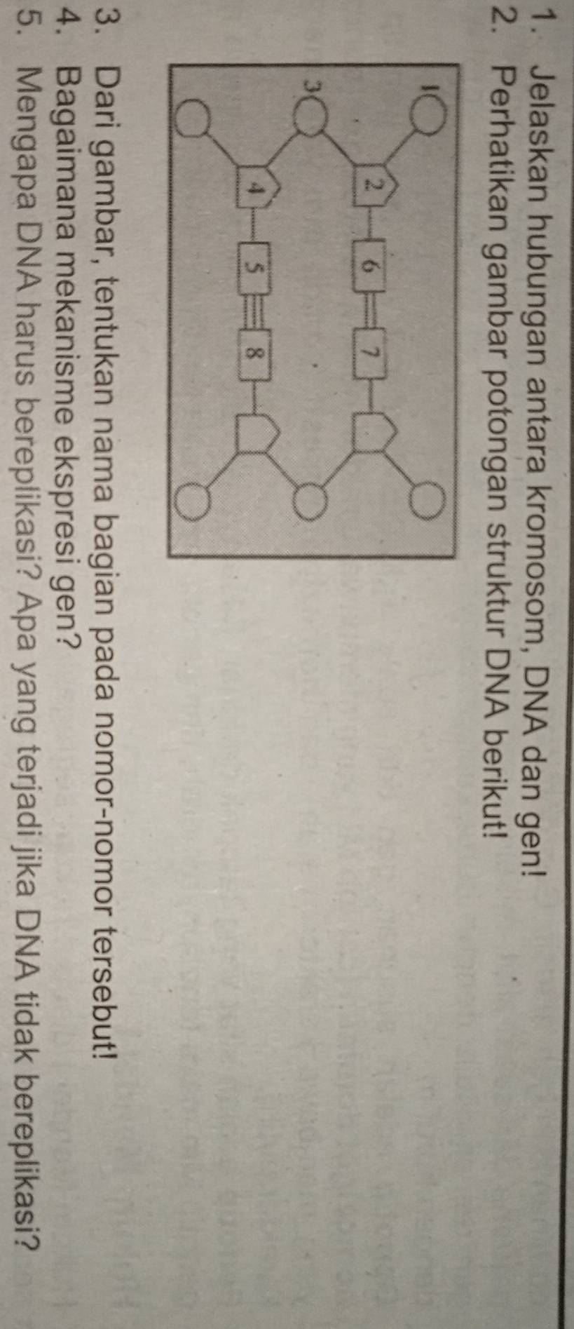 Jelaskan hubungan antara kromosom, DNA dan gen! 
2. Perhatikan gambar potongan struktur DNA berikut! 
3. Dari gambar, tentukan nama bagian pada nomor-nomor tersebut! 
4. Bagaimana mekanisme ekspresi gen? 
5. Mengapa DNA harus bereplikasi? Apa yang terjadi jika DNA tidak bereplikasi?