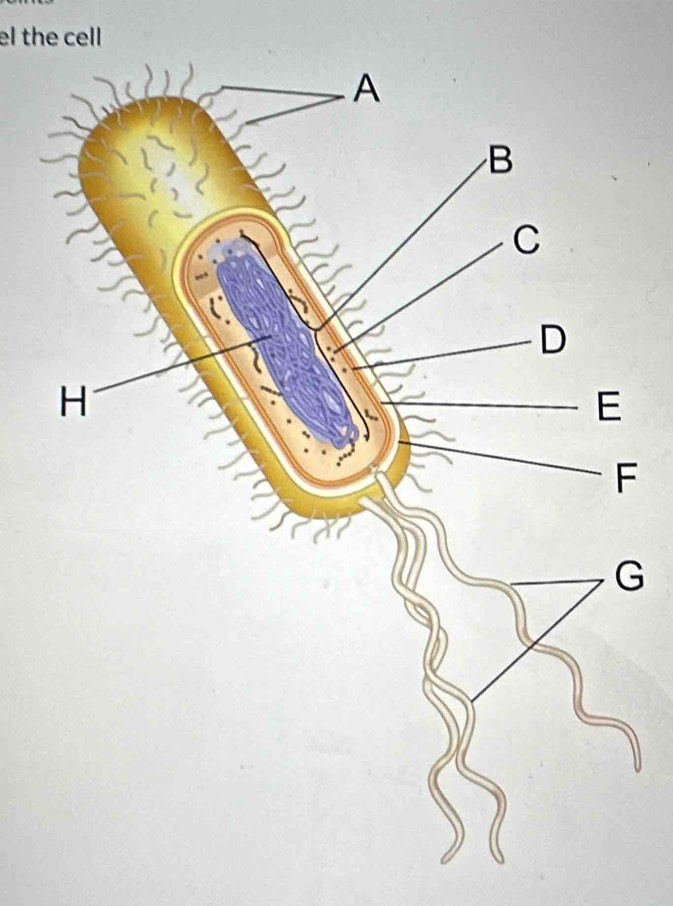 el the cell
G