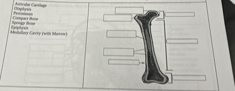 Articular Cartilage
Diaphysis
Periosteum
Compact Bone
Spongy Bone
Epiphysis
Meduilary Cavity (with Marrow)