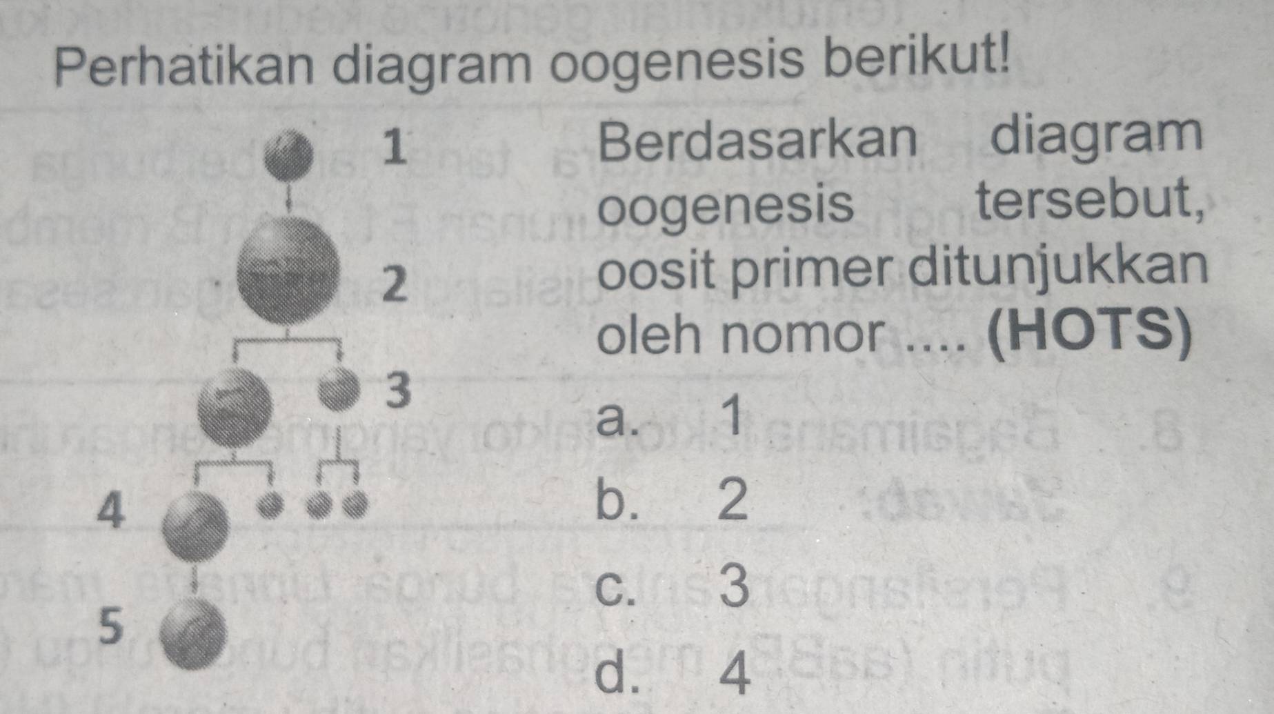 Solved: Perhatikan diagram oogenesis berikut! Berdasarkan diagram ...