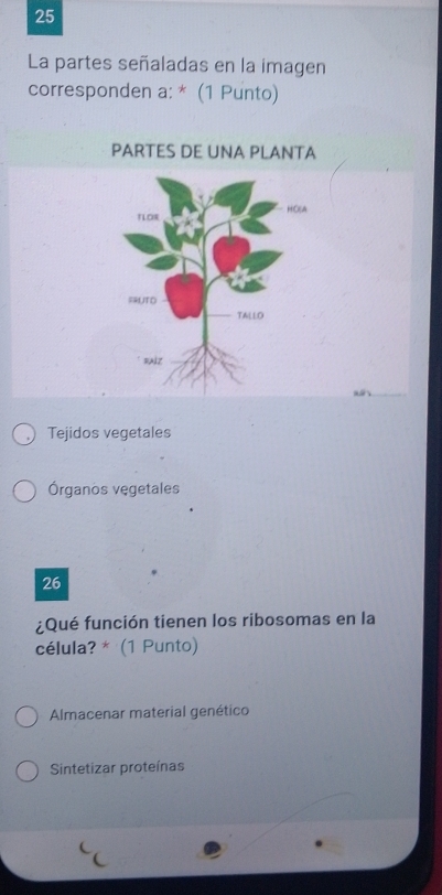 La partes señaladas en la imagen
corresponden a: * (1 Punto)
PARTES DE UNA PLANTA
Tejidos vegetales
Órganos vegetales
26
¿Qué función tienen los ribosomas en la
célula? * (1 Punto)
Almacenar material genético
Sintetizar proteínas