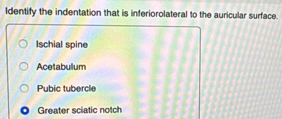 Solved: Identify the indentation that is inferiorolateral to the ...