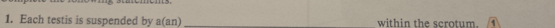 Each testis is suspended by a(an) _within the scrotum. 4