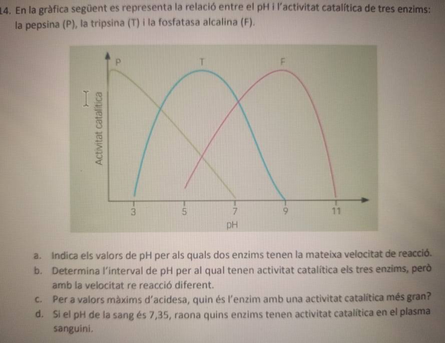 L4. En la gràfica següent es representa la relació entre el pH i l’activitat catalítica de tres enzims: 
la pepsina (P), la tripsina (T) i la fosfatasa alcalina (F). 
a. Indica els valors de pH per als quals dos enzims tenen la mateixa velocitat de reacció. 
b. Determina l’interval de pH per al qual tenen activitat catalítica els tres enzims, però 
amb la velocitat re reacció diferent. 
c. Per a valors màxims d’acidesa, quin és l’enzim amb una activitat catalítica més gran? 
d. Si el pH de la sang és 7,35, raona quins enzims tenen activitat catalítica en el plasma 
sanguini.