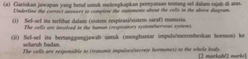 Gariskan jawapan yang betul untuk melengkapkan pernyataan tentang sel dalam rajah di atas. 
Underline the correct answers to complete the statements about the cells in the above diagram. 
(i) Sel-sel itu terlibat dalam (sistem respirasi/sistem saraf) manusia. 
The cells are involved in the human (respiratory system/nervous system). 
(ii) Sel-sel itu bertanggungjawab untuk (menghantar impuls/merembeskan hormon) ke 
seluruh badan. 
The cells are responsible to (transmit impulses/secrete hormones) to the whole body. 
[2 markah/2 marks]