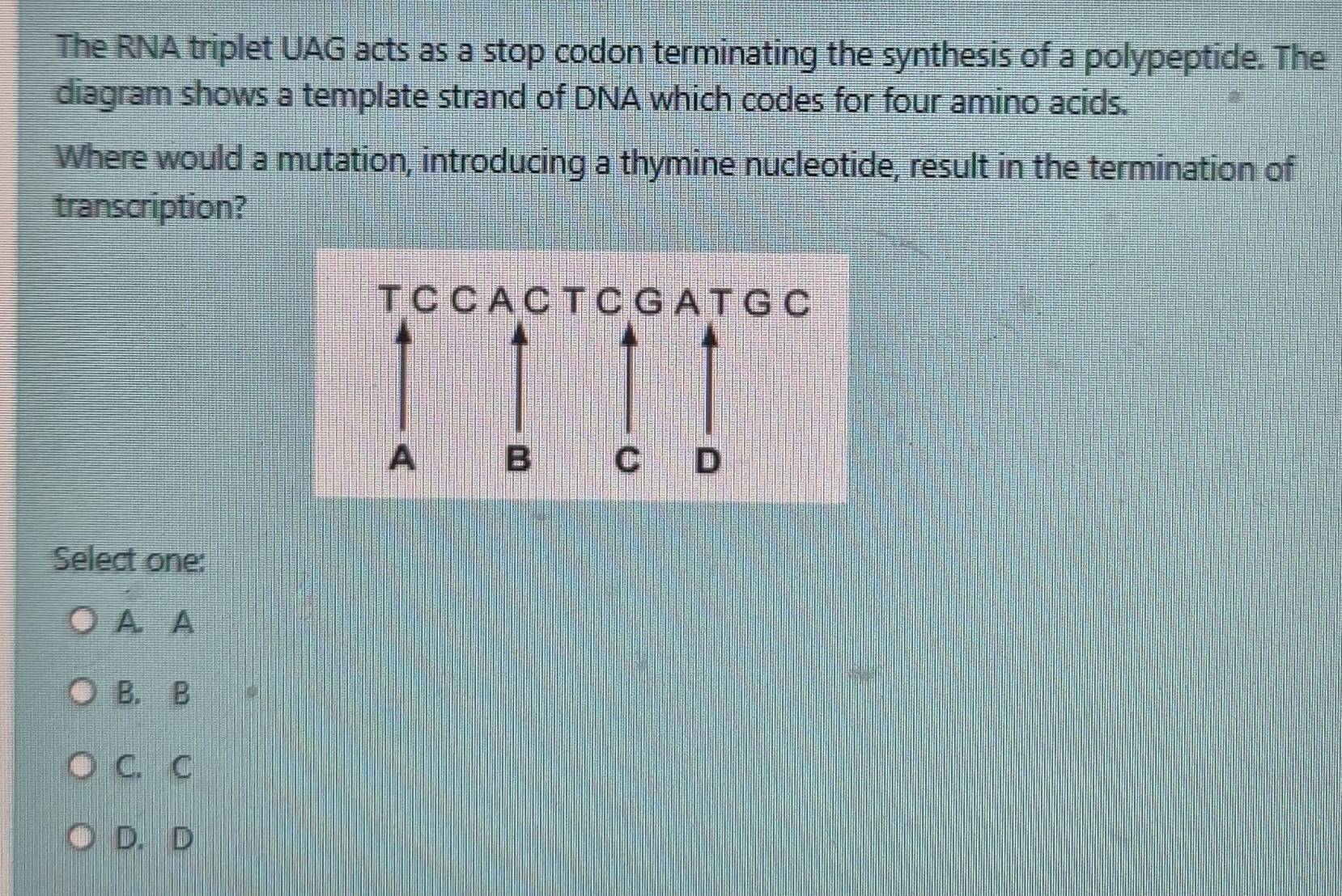 Solved: The RNA triplet UAG acts as a stop codon terminating the ...