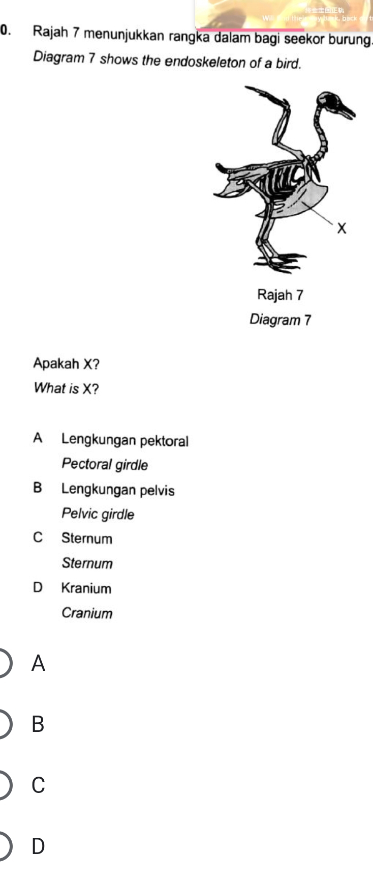 Rajah 7 menunjukkan rangka dalam bagi seekor burung
Diagram 7 shows the endoskeleton of a bird.
Apakah X?
What is X?
A Lengkungan pektoral
Pectoral girdle
B Lengkungan pelvis
Pelvic girdle
C Sternum
Sternum
D Kranium
Cranium
A
B
C
D