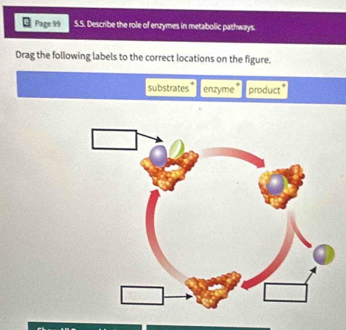 Page 99 5.5. Describe the role of enzymes in metabolic pathways. 
Drag the following labels to the correct locations on the figure, 
substrates enzyme product