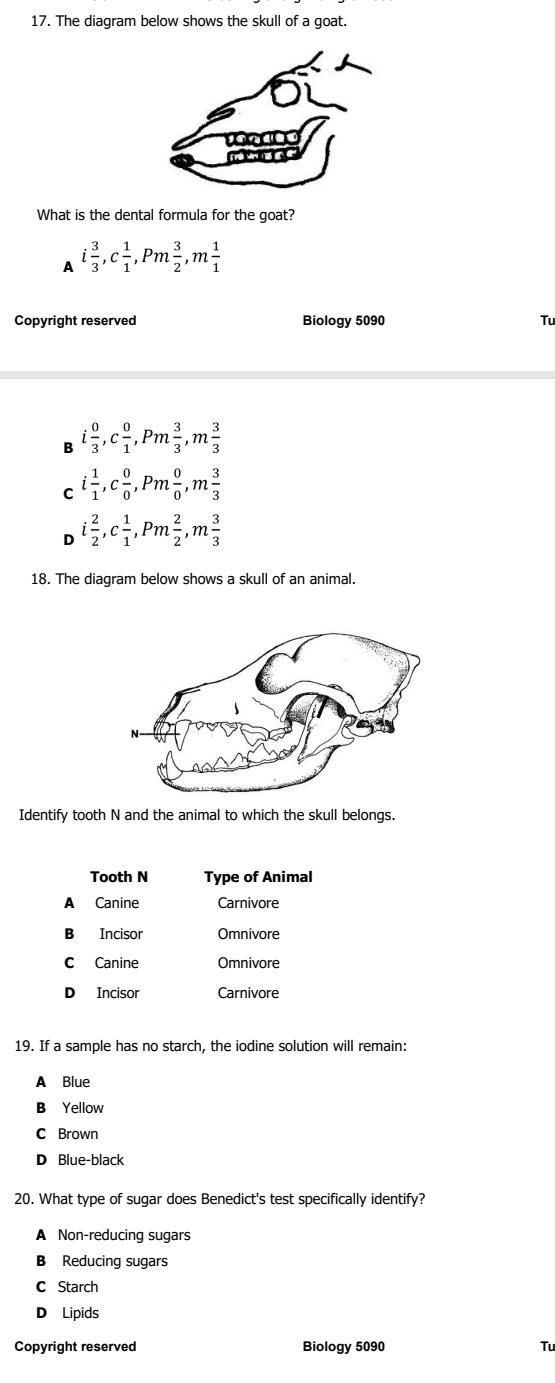 The diagram below shows the skull of a goat.
What is the dental formula for the goat?
A i 3/3 , c 1/1 , Pm 3/2 , m 1/1 
Copyright reserved Biology 5090 Tu
B i 0/3 , c 0/1 , Pm 3/3 , m 3/3 
C i 1/1 , c 0/0 , Pm 0/0 , m 3/3 
D i 2/2 , c 1/1 , Pm 2/2 , m 3/3 
18. The diagram below shows a skull of an animal.
Identify tooth N and the animal to which the skull belongs.
Tooth N Type of Animal
A Canine Carnivore
B Incisor Omnivore
C Canine Omnivore
D Incisor Carnivore
19. If a sample has no starch, the iodine solution will remain:
A Blue
B Yellow
C Brown
D Blue-black
20. What type of sugar does Benedict's test specifically identify?
A Non-reducing sugars
B Reducing sugars
C Starch
D Lipids
Copyright reserved Biology 5090 Tu