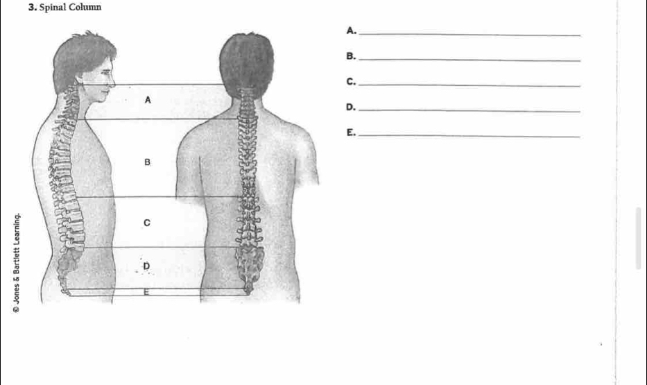 Spinal Column 
._ 
._ 
._ 
._ 
._