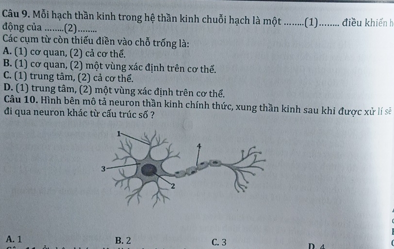 Mỗi hạch thần kinh trong hệ thần kinh chuỗi hạch là một …….( .(1)........ điều khiển h
động của ..........(2).........
Các cụm từ còn thiếu điền vào chỗ trống là:
A. (1) cơ quan, (2) cả cơ thể.
B. (1) cơ quan, (2) một vùng xác định trên cơ thể.
C. (1) trung tâm, (2) cả cơ thể.
D. (1) trung tâm, (2) một vùng xác định trên cơ thể.
Câu 10. Hình bên mô tả neuron thần kinh chính thức, xung thần kinh sau khi được xử lí sẽ
đi qua neuron khác từ cấu trúc số ?
A. 1 B. 2 C. 3
D 1