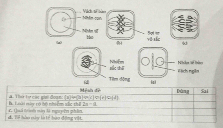 Vách tế bào 
Nhân cọn 
Nhân tế Sợi tơ 
bào vô sắc 
(2) (b) (c) 
Nhiễm Nhân tế bào 
sắc thể Vàch ngăn 
(d) Tâm động (e) 
Mệnh đề 
a. Thứ tự các giai đoạn: (a (a)Rightarrow (b)Rightarrow (c)=(e)=(d) Đúng Sai 
b. Loài này có bộ nhiễm sắc thể 2n=8. 
c. Quá trình này là nguyên phân. 
d. Tế bào này là tế bào động vật.