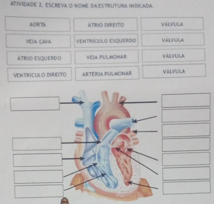 ATIVIDADE 2. ESCREVA O NOME DA ESTRUTURA INDICADA.
AORTA ÁTRIO DIREITO Válvula
VEIA CAVA ventrículo esquerdo VALVULA
átrio esquerdo VEIA PULMONAR VÁLVULA
VENTRICULO DIREITO ARTÉRIA PULMONAR VÁLVULA