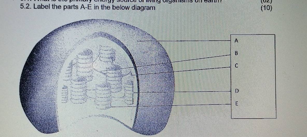 gy scurce or iing orgamsms onean (02) 
5.2. Label the parts A-E in the below diagram (10)