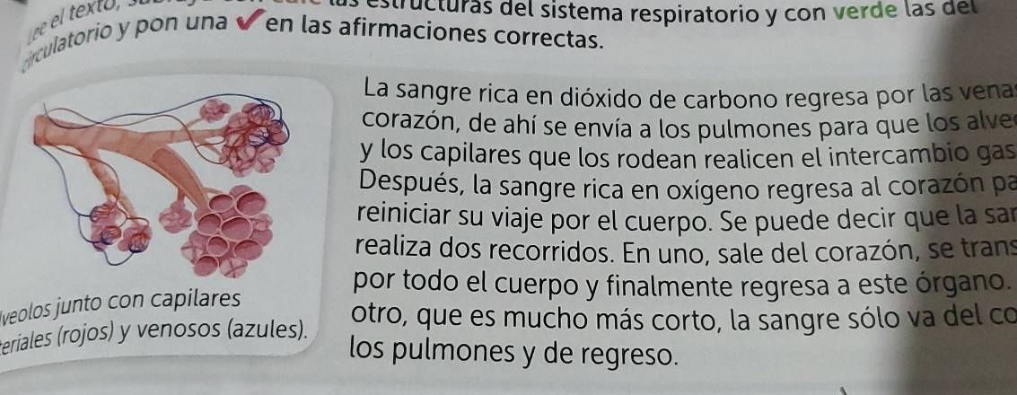 estructuras del sistema respiratorio y con verde las del 
drculatorio y pon una✔ en las afirmaciones correctas. 
La sangre rica en dióxido de carbono regresa por las vena 
corazón, de ahí se envía a los pulmones para que los alve 
y los capilares que los rodean realicen el intercambio gas 
Después, la sangre rica en oxígeno regresa al corazón pa 
reiniciar su viaje por el cuerpo. Se puede decir que la sar 
realiza dos recorridos. En uno, sale del corazón, se trans 
por todo el cuerpo y finalmente regresa a este órgano. 
veolos junto con capilares 
teriales (rojos) y venosos (azules). otro, que es mucho más corto, la sangre sólo va del co 
los pulmones y de regreso.