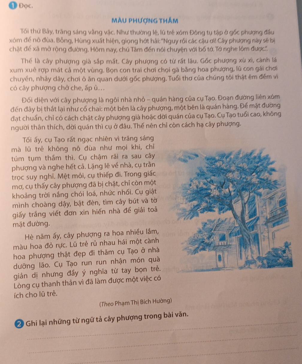 ①Đọc,
màu phượng thầm
Tối thứ Bảy, trăng sáng vằng vặc. Như thường lệ, lũ trẻ xóm Đông tụ tập ở gốc phượng đầu
xóm để nô đùa. Bỗng, Hùng xuất hiện, giọng hớt hải: ''Nguy rồi các cậu ơi! Cây phượng này sẽ bị
chật để xã mở rộng đường. Hôm nay, chú Tâm đến nói chuyện với bố tớ. Tớ nghe lỏm được'.
Thể là cây phượng già sắp mất. Cây phượng có từ rất lâu. Gốc phượng xù xì, cành lá
xum xuê rợp mát cả một vùng. Bọn con trai chơi chọi gà bằng hoa phượng, lũ con gái chơi
chuyển, nhảy dây, chơi ô ăn quan dưới gốc phượng. Tuổi thơ của chúng tôi thật êm đểm vi
có cây phượng chở che, ấp ủ.
Đối diện với cây phượng là ngôi nhà nhỏ - quán hàng của cụ Tạo. Đoạn đường liên xóm
đến đây bị thất lại như cổ chai: một bên là cây phượng, một bên là quán hàng. Để mặt đường
đạt chuẩn, chỉ có cách chặt cây phượng già hoặc dời quán của cụ Tạo. Cụ Tạo tuổi cao, không
người thân thích, dời quán thì cụ ở đâu. Thế nên chỉ còn cách hạ cây phượng.
Tối ấy, cụ Tạo rất ngạc nhiên vì trăng sáng
mà lũ trẻ không nô đùa như mọi khi, chỉ
túm tụm thầm thì. Cụ chậm rãi ra sau cây
phượng và nghe hết cả. Lặng lẽ về nhà, cụ trăn
trọc suy nghĩ. Mệt mỏi, cụ thiếp đi. Trong giấc
mơ, cụ thấy cây phượng đã bị chặt, chỉ còn một
khoảng trời nắng chói loá, nhức nhối. Cụ giật
mình choàng dậy, bật đèn, tìm cây bút và tờ
giấy trắng viết đơn xin hiến nhà để giải toải
mặt đường.
Hè năm ấy, cây phượng ra hoa nhiều lắm,
màu hoa đỏ rực. Lũ trẻ rủ nhau hái một cành
hoa phượng thật đẹp đi thăm cụ Tạo ở nhà
dưỡng lão. Cụ Tạo run run nhận món quà
giản dị nhưng đầy ý nghĩa từ tay bọn trẻ.
Lòng cụ thanh thản vì đã làm được một việc có
ích cho lũ trẻ.
(Theo Phạm Thị Bích Hường)
2 Ghi lại những từ ngữ tả cây phượng trong bài văn.
_
_