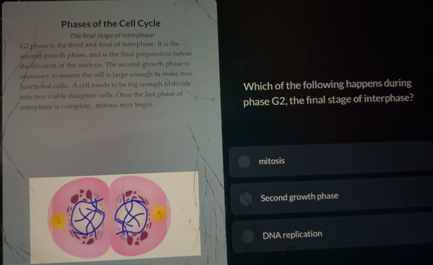 Solved: Phases of the Cell Cycle The final stage of interphase G2 phase ...