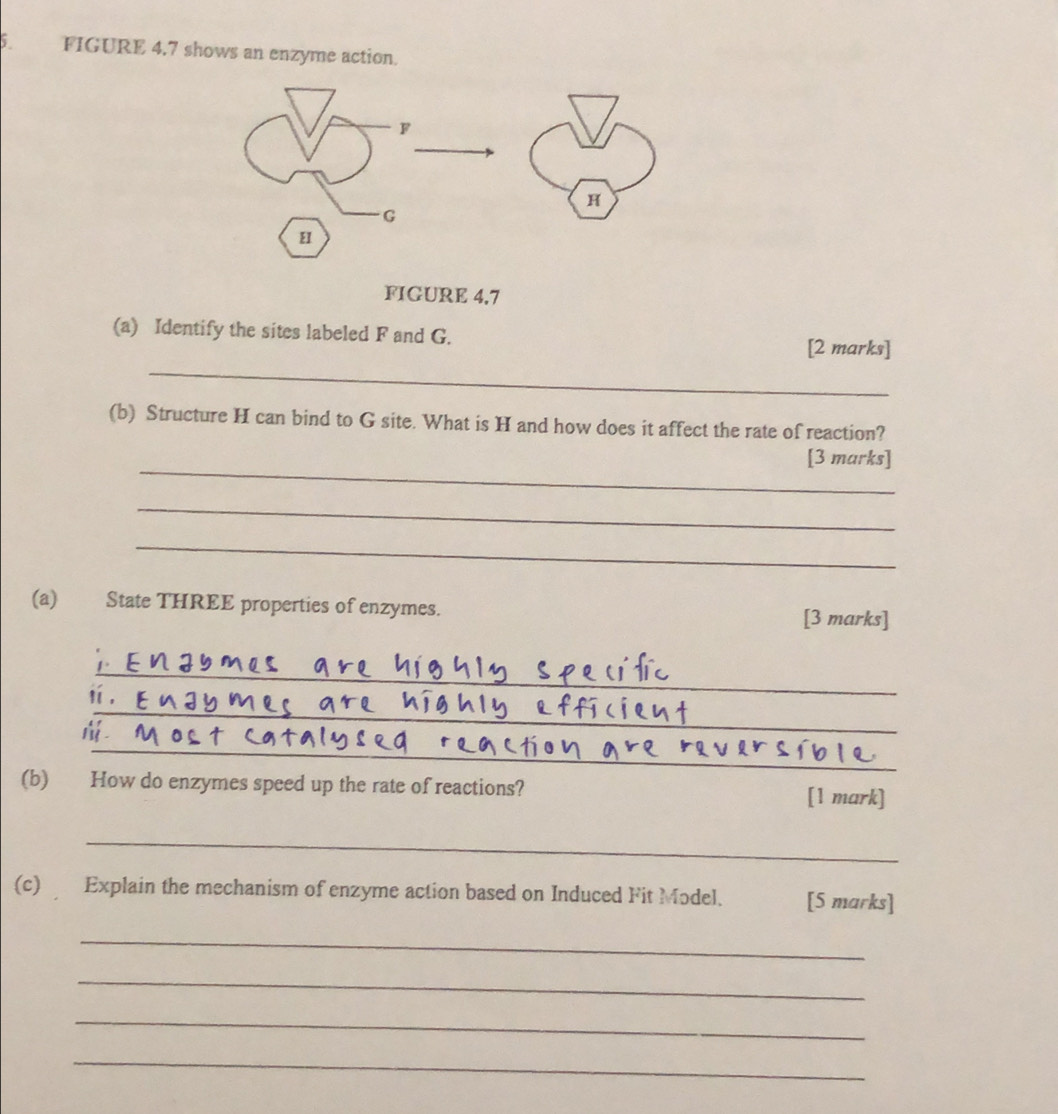 FIGURE 4.7 shows an enzyme action. 
FIGURE 4.7 
_ 
(a) Identify the sites labeled F and G. [2 marks] 
(b) Structure H can bind to G site. What is H and how does it affect the rate of reaction? 
_ 
[3 marks] 
_ 
_ 
(a) State THREE properties of enzymes. [3 marks] 
_ 
_ 
ií , 
_ 
ⅲ. 
(b) How do enzymes speed up the rate of reactions? [1 mark] 
_ 
(c) Explain the mechanism of enzyme action based on Induced Fit Model. [5 marks] 
_ 
_ 
_ 
_