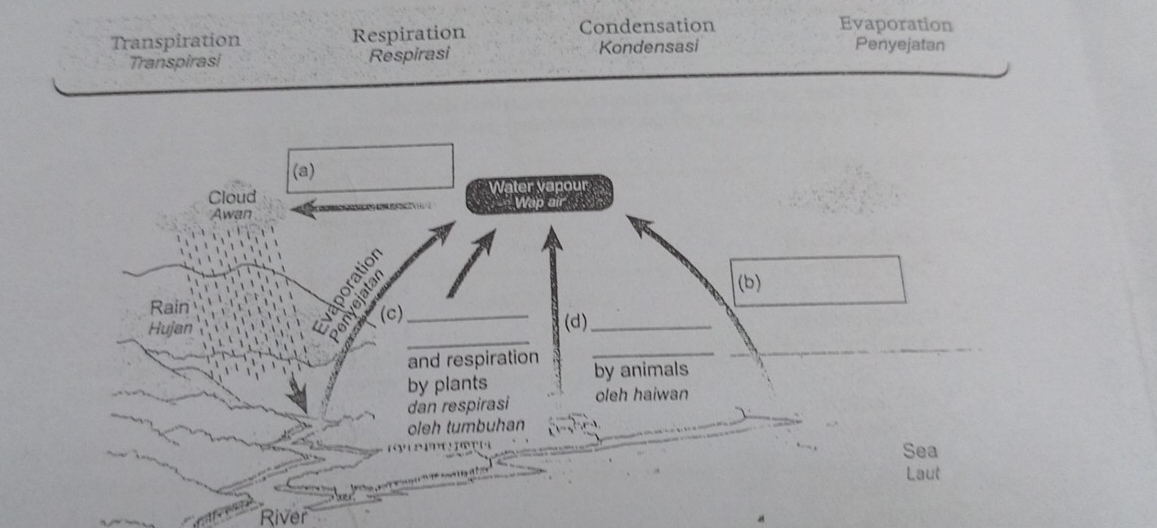 Transpiration Respiration Condensation 
Evaporation 
Transpirasi Respirasi Kondensasi 
Penyejatan 
(a) 
Cloud Water vapour 
Awan Wap air 
(b) 
Rain 
_ 
5 (c)_ 
Hujan (d)_ 
_ 
and respiration by animals 
by plants 
dan respirasi oleh haiwan 
oleh tumbuhan^2x+8^2=8
Sea 
Laut 
River