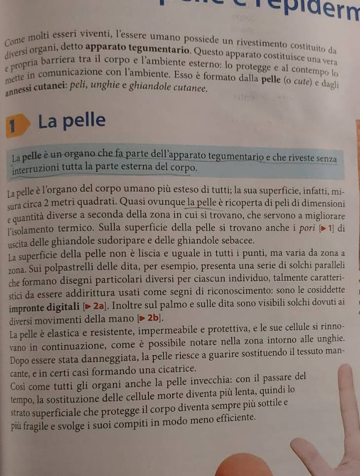 répiderm
Come molti esseri viventi, l'essere umano possiede un rivestimento costituíto da
diversi organi, detto apparato tegumentario. Questo apparato costituisce una vera
e propria barriera tra il corpo e l'ambiente esterno: lo protegge e al contempo lo
mette in comunicazione con l'ambiente. Esso è formato dalla pelle (o cute) e dagli
annessi cutanei: peli, unghie e ghiandole cutanee.
1La pelle
La pelle è un organo che fa parte dell apparato tegumentario e che riveste senza
interruzioni tutta la parte esterna del corpo.
La pelle è l’organo del corpo umano più esteso di tutti; la sua superficie, infatti, mi-
sura circa 2 metri quadrati. Quasi ovunque la pelle è ricoperta di peli di dimensioni
e quantità diverse a seconda della zona in cui si trovano, che servono a migliorare
l'isolamento termico. Sulla superficie della pelle si trovano anche i pori [▶ 1] di
uscita delle ghiandole sudoripare e delle ghiandole sebacee.
La superficie della pelle non è liscia e uguale in tutti i punti, ma varia da zona a
zona. Sui polpastrelli delle dita, per esempio, presenta una serie di solchi paralleli
che formano disegni particolari diversi per ciascun individuo, talmente caratteri-
stici da essere addirittura usati come segni di riconoscimento: sono le cosiddette
impronte digitali [▶ 2a]. Inoltre sul palmo e sulle dita sono visibili solchi dovuti ai
diversi movimenti della mano [▶ 2b].
La pelle è elastica e resistente, impermeabile e protettiva, e le sue cellule si rinno-
vano in continuazione, come è possibile notare nella zona intorno alle unghie.
Dopo essere stata danneggiata, la pelle riesce a guarire sostituendo il tessuto man-
cante, e in certi casi formando una cicatrice.
Così come tutti gli organi anche la pelle invecchia: con il passare del
tempo, la sostituzione delle cellule morte diventa più lenta, quindi lo
strato superficiale che protegge il corpo diventa sempre più sottile e
più fragile e svolge i suoi compiti in modo meno efficiente.