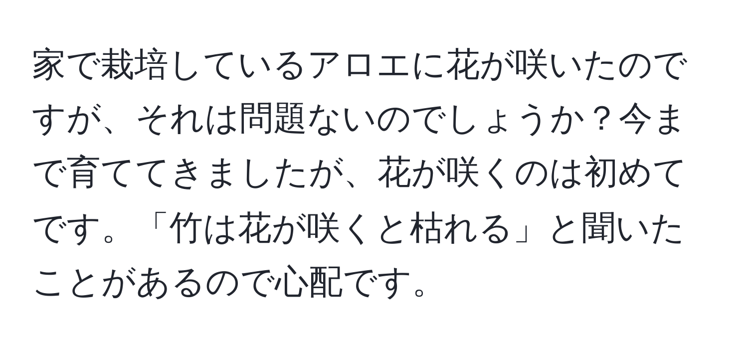 家で栽培しているアロエに花が咲いたのですが、それは問題ないのでしょうか？今まで育ててきましたが、花が咲くのは初めてです。「竹は花が咲くと枯れる」と聞いたことがあるので心配です。