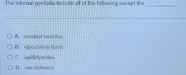 The internal genitalia include all of the following except the_ .
A. seminal vesicles
B. ejaculatory ducts
C. epididymides
D. vas deferens