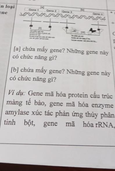 [a] 
b 
in loại Gene 1 Gene 2 Gane 3 ane 
ne 
_ 
_ 
+ 
Su phâ gam cá Sam géim gun cam 
fe e m ( 
Chcree any fioon tary vtac ceds ht Promn do máo 1eg Na 
[a] chứa mấy gene? Những gene này 
có chức năng gì? 
[b] chứa mấy gene? Những gene này 
có chức năng gì? 
Ví dụ: Gene mã hóa protein cấu trúc 
màng tế bào, gene mã hóa enzyme 
amylase xúc tác phản ứng thủy phân 
tinh bột, gene mã hóa rRNA,