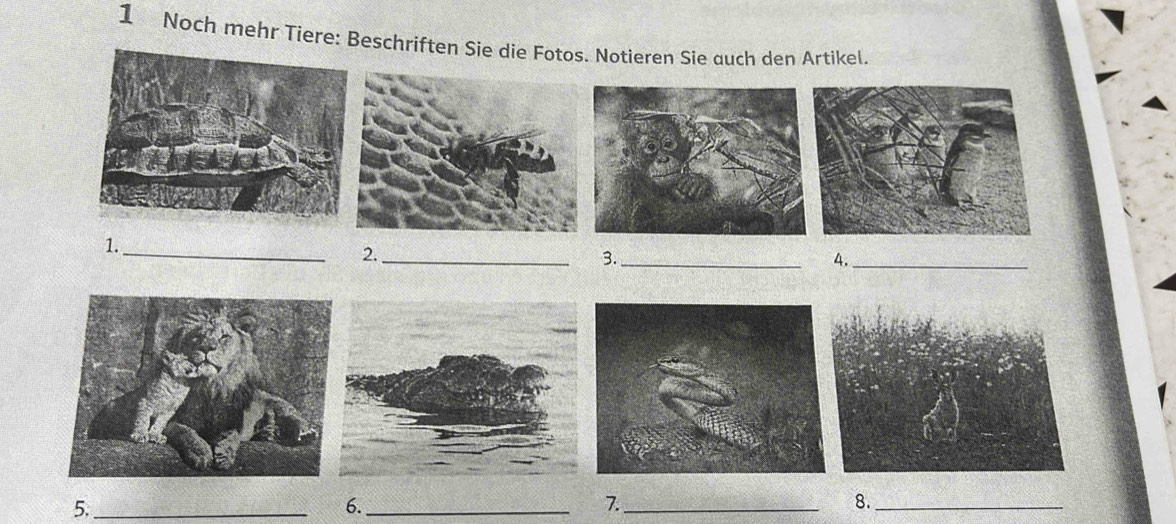 Noch mehr Tiere: Beschriften Sie die Fotos. Notieren Sie auch den Artikel. 
1._ 
2._ 
3._ 
4._ 
5._ 
6._ 
7._ 
8._