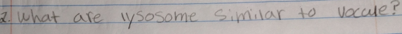 what are lysosome similar to vocce?