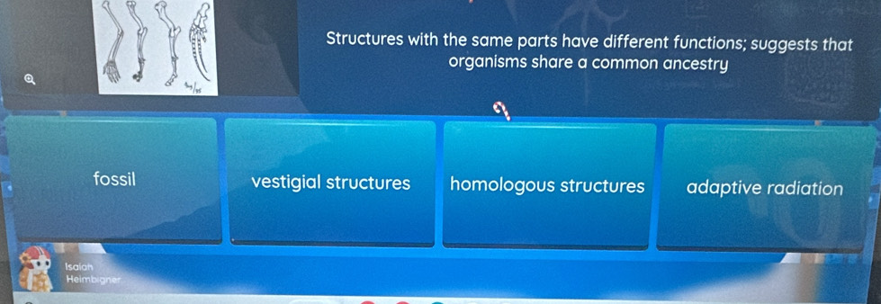 Structures with the same parts have different functions; suggests that
organisms share a common ancestry
fossil vestigial structures homologous structures adaptive radiation
Isaian
Heimbigner