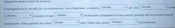 Choose the words to finish the sentence. 
A Drosophila fruit fly cell with 2N=8 chromosomes—two of each kind—is called a Choose... cell. One Choose... of ea 
Choose... is located on each Choose... chromosome. Drosophila fruit flies produce gametes with one of each kind of 
chromosome. These gametes are called Choose... cells. These cells contain Choose... chromosomes.