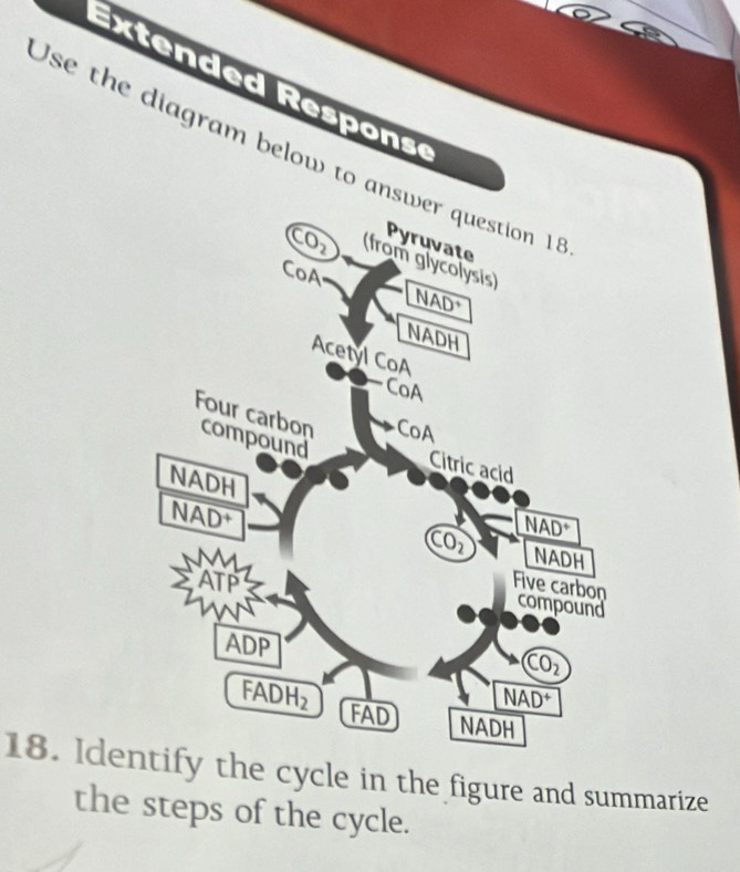 nd  d Resp ons
Use the diagram below to ans
18. Ideify the cycle in the figure and summarize
the steps of the cycle.