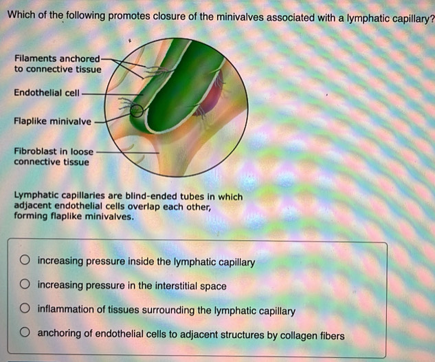 Solved: Which of the following promotes closure of the minivalves ...