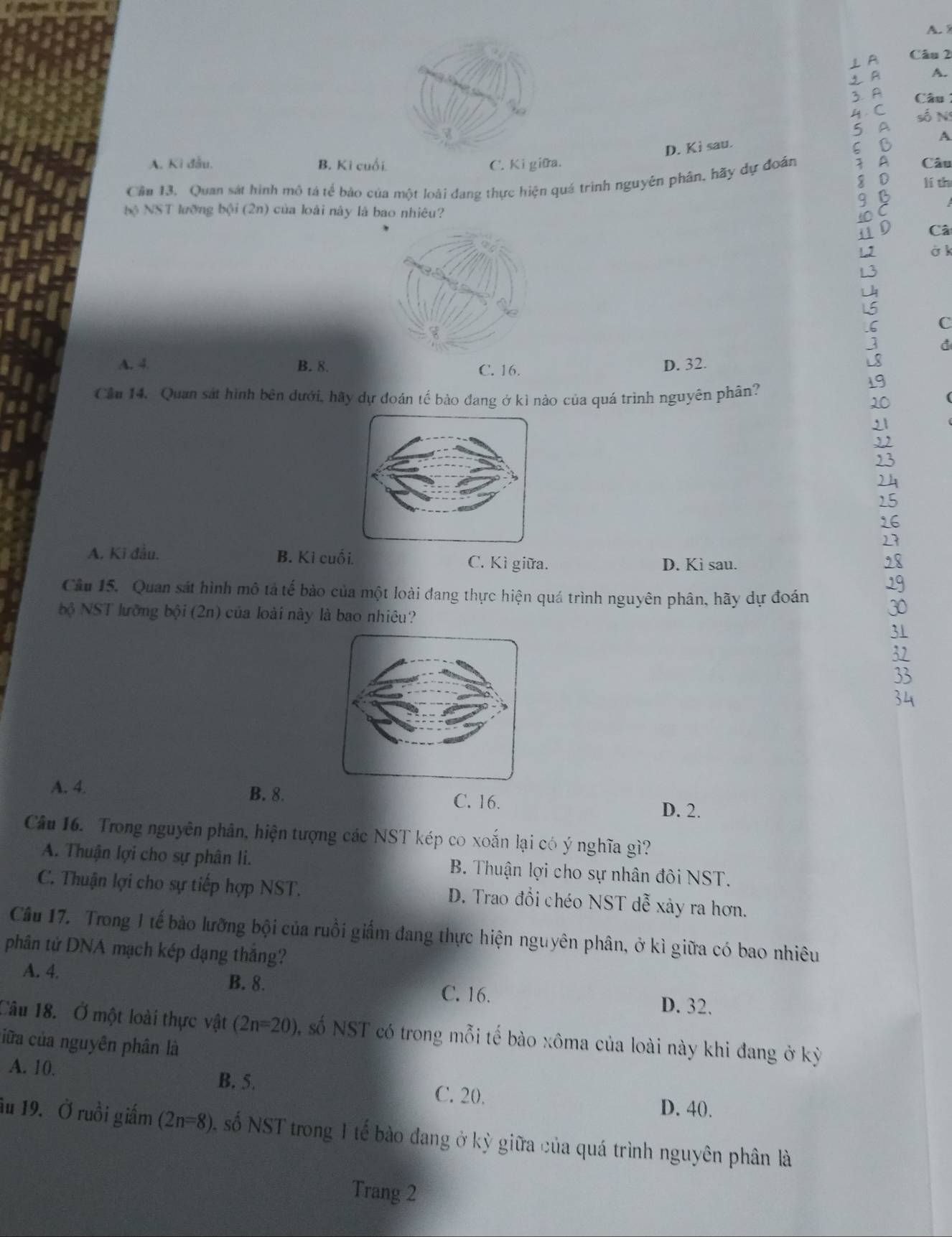 A
D. Ki sau.
A. Kì đầu, B. Ki cuối. C. Ki giữa. Câu
Cầm 13. Quan sát hình mô tả tế bảo của một loài dang thực hiện quá trình nguyên phân, hãy dự đoán
lí th
bộ NST lưỡng bội (2n) của loài này là bao nhiêu?
Câ
ở k
C
a
A. 4 B. 8. C. 16.
D. 32.
Cầu 14. Quan sát hình bên dưới, hãy dự đoán tế bảo đang ở kì nào của quá trình nguyên phân?
A. Ki đầu. B. Ki cuối. C. Kì giữa. D. Ki sau.
Câu 15. Quan sát hình mô tả tế bảo của một loài đang thực hiện quá trình nguyên phân, hãy dự đoán
bộ NST lưỡng bội (2n) của loài này là bao nhiêu?
A. 4. B. 8. C. 16.
D. 2.
Câu 16. Trong nguyên phân, hiện tượng các NST kép co xoắn lại có ý nghĩa gì?
A. Thuận lợi cho sự phân li. B. Thuận lợi cho sự nhân đôi NST.
C. Thuận lợi cho sự tiếp hợp NST. D. Trao đổi chéo NST dễ xảy ra hơn.
Câu 17. Trong 1 tế bảo lưỡng bội của ruồi giấm đang thực hiện nguyên phân, ở kì giữa có bao nhiêu
phân tử DNA mạch kép dạng thắng?
A. 4. B. 8. C. 16. D. 32.
Câu 18. Ở một loài thực vật (2n=20) ó, số NST có trong mỗi tế bào xôma của loài này khi đang ở kỳ
ciữa của nguyên phân là
A. 10. B. 5. C. 20. D. 40.
ău 19. Ở ruồi giấm (2n=8) số NST trong 1 tế bào đang ở kỳ giữa của quá trình nguyên phân là
Trang 2