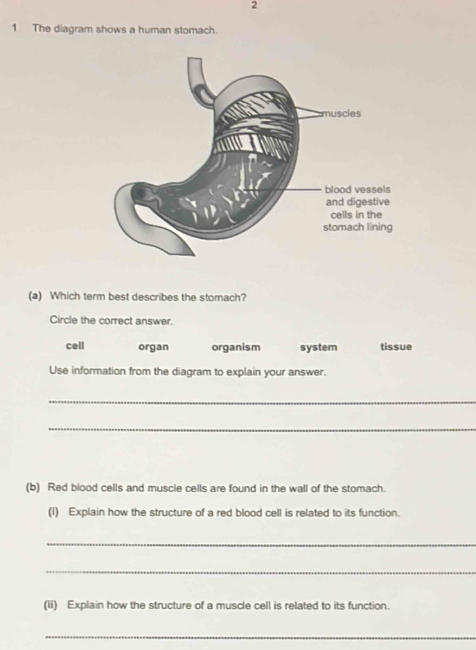 2
1 The diagram shows a human stomach.
(a) Which term best describes the stomach?
Circle the correct answer.
cell organ organism system tissue
Use information from the diagram to explain your answer.
_
_
(b) Red blood cells and muscle cells are found in the wall of the stomach.
(1) Explain how the structure of a red blood cell is related to its function.
_
_
(ii) Explain how the structure of a muscle cell is related to its function.
_