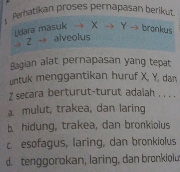 Perhatikan proses pernapasan berikut.
Xto Yto I
Udara masuk bronkus
Z alveolus
Bagian alat pernapasan yang tepat
untuk menggantikan huruf X, Y, dan
2 secara berturut-turut adalah . . . .
a. mulut, trakea, dan laring
b. hidung, trakea, dan bronkiolus
c. esofagus, laring, dan bronkiolus
d. tenggorokan, laring, dan bronkiolu