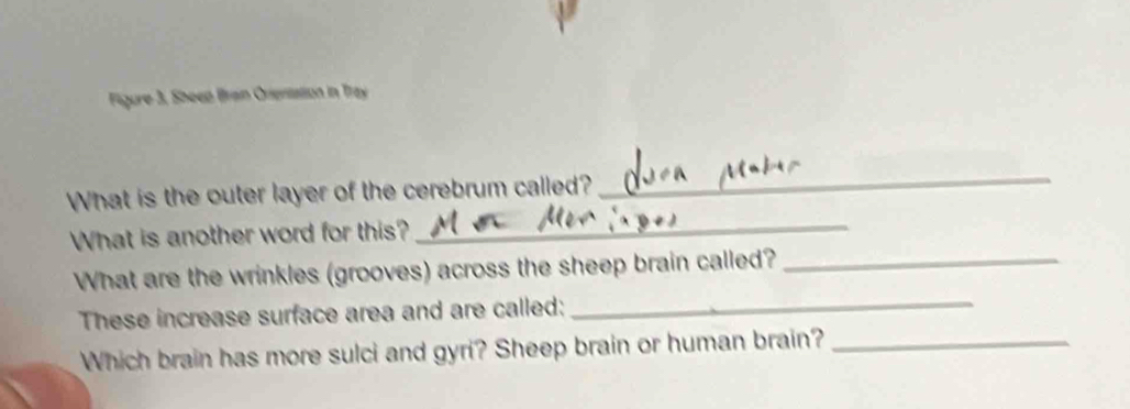 Figure 3, Sheed Brain Orientation in Tray 
_ 
What is the outer layer of the cerebrum called? 
_ 
What is another word for this? 
_ 
What are the wrinkles (grooves) across the sheep brain called?_ 
These increase surface area and are called: 
Which brain has more sulci and gyri? Sheep brain or human brain?_