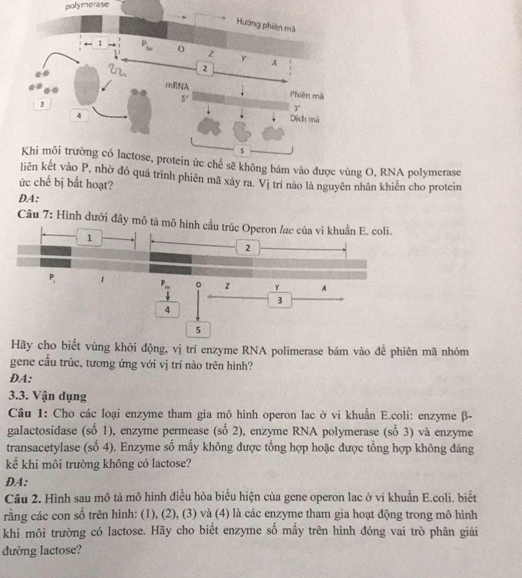 polymerase
Khi môi trường có lactose, protein ức chế sẽ không bám vào được vùng O, RNA polymerase
ó quá trình phiên mã xảy ra. Vị trí nào là nguyên nhân khiến cho protein
ức chế bị bắt hoạt?
DA:
Câu 7: Hình dưới đây mô tả mô hình cầu trúc Operon /ạc của vi khuẩn E. coli.
1
2
P_1 f
。 z γ A
3
4
5
Hãy cho biết vùng khởi động, vị trí enzyme RNA polimerase bám vào để phiên mã nhóm
gene cầu trúc, tương ứng với vị trí nào trên hình?
DA:
3.3. Vận dụng
Câu 1: Cho các loại enzyme tham gia mô hình operon lac ở vi khuân E.coli: enzyme β-
galactosidase (số 1), enzyme permease (số 2), enzyme RNA polymerase (số 3) và enzyme
transacetylase (số 4). Enzyme số mầy không được tổng hợp hoặc được tổng hợp không đáng
kể khi môi trường không có lactose?
DA:
Câu 2. Hình sau mô tả mô hình điều hòa biểu hiện của gene operon lac ở vi khuẩn E.coli. biết
rằng các con số trên hinh: (1), (2), (3) và (4) là các enzyme tham gia hoạt động trong mô hình
khi môi trường có lactose. Hãy cho biết enzyme số mấy trên hình đóng vai trò phân giải
đường lactose?