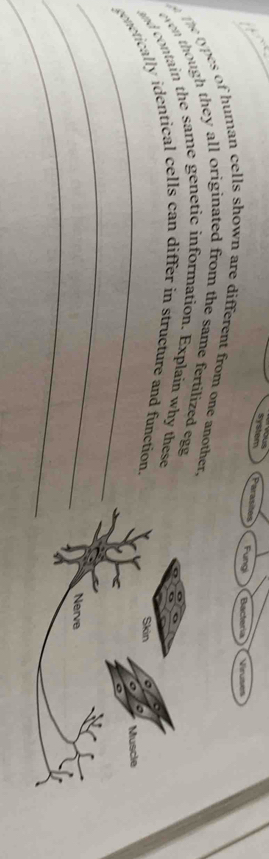 system Parasites Fungi Bacteria Virumes 
ethe types of human cells shown are different from one another, 
even though they all originated from the same fertilized egg 
_ 
and contain the same genetic information. Explain why these 
genetically identical cells can differ in structure and function. 
_ 
_