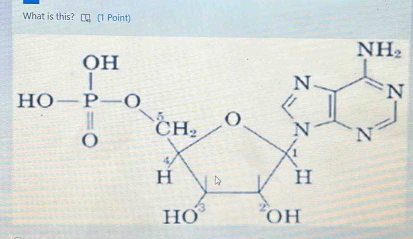 What is this? (1 Point)