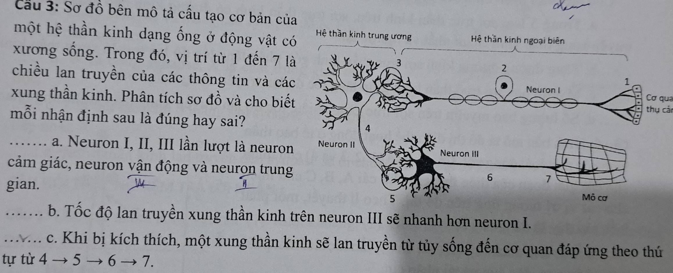 Cầu 3: Sơ đồ bên mô tả cấu tạo cơ bản của 
một hệ thần kinh dạng ống ở động vật c 
xương sống. Trong đó, vị trí từ 1 đến 7 l 
chiều lan truyền của các thông tin và cá 
xung thần kinh. Phân tích sơ đồ và cho biếCơ qua 
thụ cái 
mỗi nhận định sau là đúng hay sai? 
_a. Neuron I, II, III lần lượt là neuron 
cảm giác, neuron vận động và neuron trung 
gian. 
_b. Tốc độ lan truyền xung thần kinh trên neuron III sẽ nhanh hơn neuron I. 
_. c. Khi bị kích thích, một xung thần kinh sẽ lan truyền từ tủy sống đến cơ quan đáp ứng theo thú 
tự từ 4to 5to 6to 7.