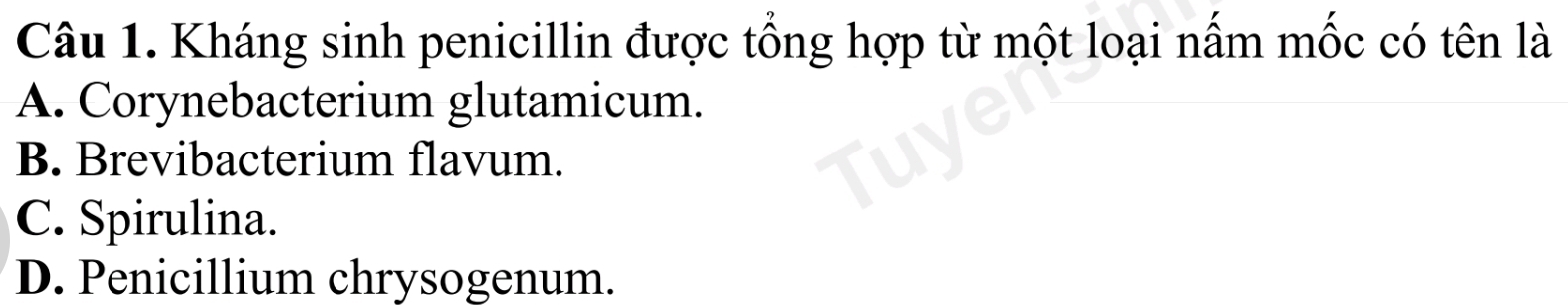 Kháng sinh penicillin được tổng hợp từ một loại nấm mốc có tên là
A. Corynebacterium glutamicum.
B. Brevibacterium flavum.
C. Spirulina.
D. Penicillium chrysogenum.