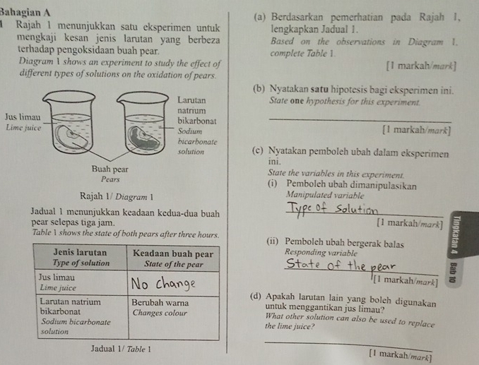 Bahagian A (a) Berdasarkan pemerhatian pada Rajah 1, 
1 Rajah 1 menunjukkan satu eksperimen untuk lengkapkan Jadual 1. 
mengkaji kesan jenis larutan yang berbeza Based on the observations in Diagram 1. 
terhadap pengoksidaan buah pear. complete Table 1. 
Diagram  shows an experiment to study the effect of [1 markah/mark] 
different types of solutions on the oxidation of pears. 
(b) Nyatakan satu hipotesis bagi eksperimen ini. 
State one hypothesis for this experiment. 
J _[1 markah/mark] 
(c) Nyatakan pemboleh ubah dalam eksperimen 
ini. 
State the variables in this experiment. 
(i) Pemboleh ubah dimanipulasikan 
Rajah 1/ Diagram 1 Manipulated variable 
Jadual 1 menunjukkan keadaan kedua-dua buah _[1 markah/mark] 
pear selepas tiga jam. 
Tableshows the state of both pears after three hours. (ii) Pemboleh ubah bergerak balas : 
Jenis larutan Keadaan buah pear Responding variable 
Type of solution State of the pear 
Jus limau 
[1 markah/mark] 
Lime juice (d) Apakah larutan lain yang boleh digunakan 
Larutan natrium Berubah warna untuk menggantikan jus limau? 
bikarbonat Changes colour What other solution can also be used to replace 
Sodium bicarbonate the lime juice? 
solution 
Jadual 1/ Table 1 
_ 
[1 markah/mark]