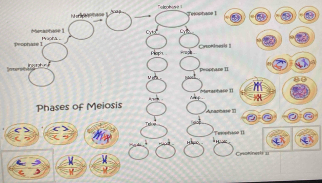 Telophase 
I