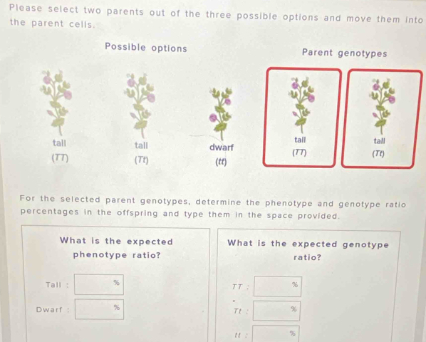 Please select two parents out of the three possible options and move them into
the parent cells.
Possible options Parent genotypes
tall tall dwarf
(TT) (Tt) (tt)
For the selected parent genotypes, determine the phenotype and genotype ratio
percentages in the offspring and type them in the space provided.
What is the expected What is the expected genotype
phenotype ratio? ratio?
Tall : □^9 TT: □°
Dwarf : □ % rt □°
11
- 96