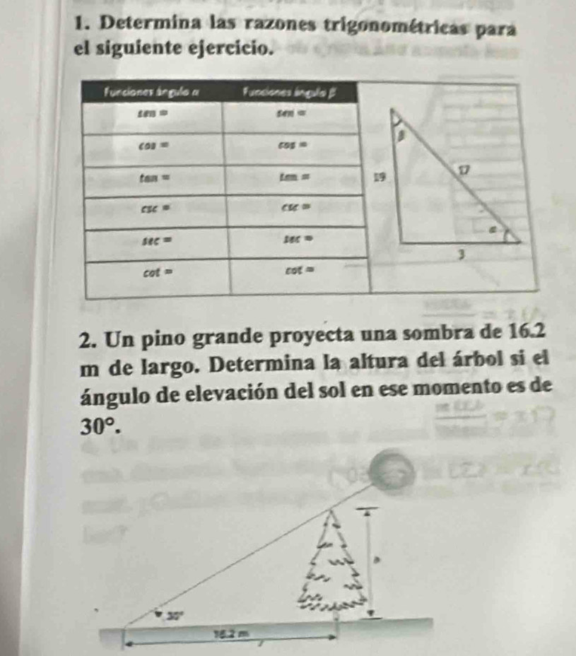 Determina las razones trigonométricas para
el siguiente ejercicio.
2. Un pino grande proyecta una sombra de 16.2
m de largo. Determina la altura del árbol si el
ángulo de elevación del sol en ese momento es de
30°.