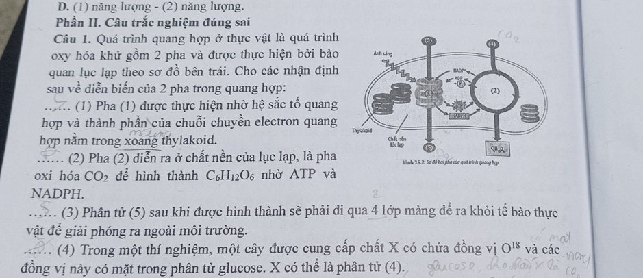 D. (1) năng lượng - (2) năng lượng.
Phần II. Câu trắc nghiệm đúng sai
Câu 1. Quá trình quang hợp ở thực vật là quá trình
oxy hóa khử gồm 2 pha và được thực hiện bởi bào
quan lục lạp theo sơ đồ bên trái. Cho các nhận định
sau về diễn biến của 2 pha trong quang hợp:
... (1) Pha (1) được thực hiện nhờ hệ sắc tố quang
hợp và thành phần của chuỗi chuyền electron quang
hợp nằm trong xoang thylakoid. 
… (2) Pha (2) diễn ra ở chất nền của lục lạp, là pha
oxi hóa CO_2 để hình thành C_6H_12O_6 nhờ ATP và
NADPH.
: (3) Phân tử (5) sau khi được hình thành sẽ phải đi qua 4 lớp màng để ra khỏi tế bào thực
. `
vật để giải phóng ra ngoài môi trường.
(4) Trong một thí nghiệm, một cây được cung cấp chất X có chứa đồng vị O^(18) và các
đồng vị này có mặt trong phân tử glucose. X có thể là phân tử (4).