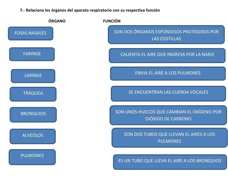 7.- Relaciona los órganos del aparato respiratorio con su respectiva función
ÓRGANO función
FOSAS NASALES SON DOS ÓRGANOS ESPONJOSOS PROTEGIDOS POR
LAS COSTILLAS
FARINGE CALIENTA EL AIRE QUE INGRESA POR LA NARIZ
LARINGE
ENVIA EL AIRE A LOS PULMONES
tráquea SE ENCUENTRAN LAS CUERDA VOCALES
BRONQUIOS SON UNOS HUECOS QUE CAMBIAN EL OXÍGENO POR
DIÓXIDO DE CARBONO
ALVEÓLOS SON DOS TUBOS QUE LLEVAN EL AIRES A LOS
PULMONES
PULMONES
ES UN TUBO QUE LLEVA EL AIRE A LOS BRONQUIOS