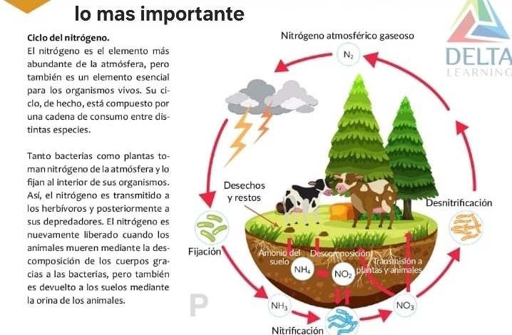 Io mas importante
Ciclo del nitrógeno.
El nitrógeno es el elemento másDELTA
abundante de la atmósfera, pero
también es un elemento esencialLEARNING
para los organismos vivos. Su ci-
clo, de hecho, está compuesto por
una cadena de consumo entre dis-
tintas especies.
Tanto bacterias como plantas to-
man nitrógeno de la atmósfera y lo
fijan al interior de sus organismos.
Así, el nitrógeno es transmitido a
los herbívoros y posteriormente a
sus depredadores. El nitrógeno es
nuevamente liberado cuando los
animales mueren mediante la des-
composición de los cuerpos gra
cias a las bacterias, pero también
es devuelto a los suelos mediante
la orina de los animales.
Nitrificación