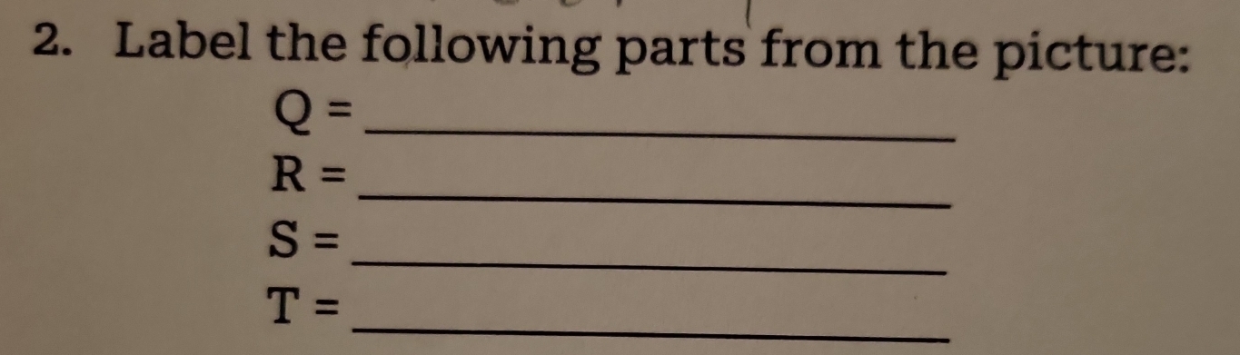 Label the following parts from the picture:
Q= _
R= _ 
_
S=
T=
_